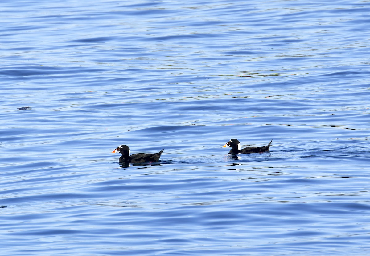 Surf Scoter - ML609694942