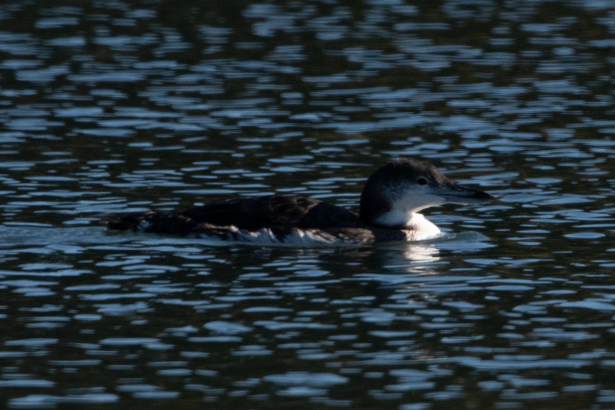 potáplice lední - ML609694977