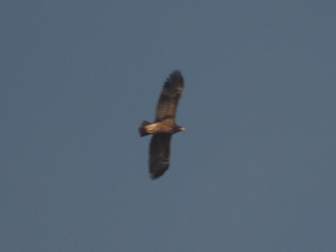 Lesser Spotted Eagle - ML609695022
