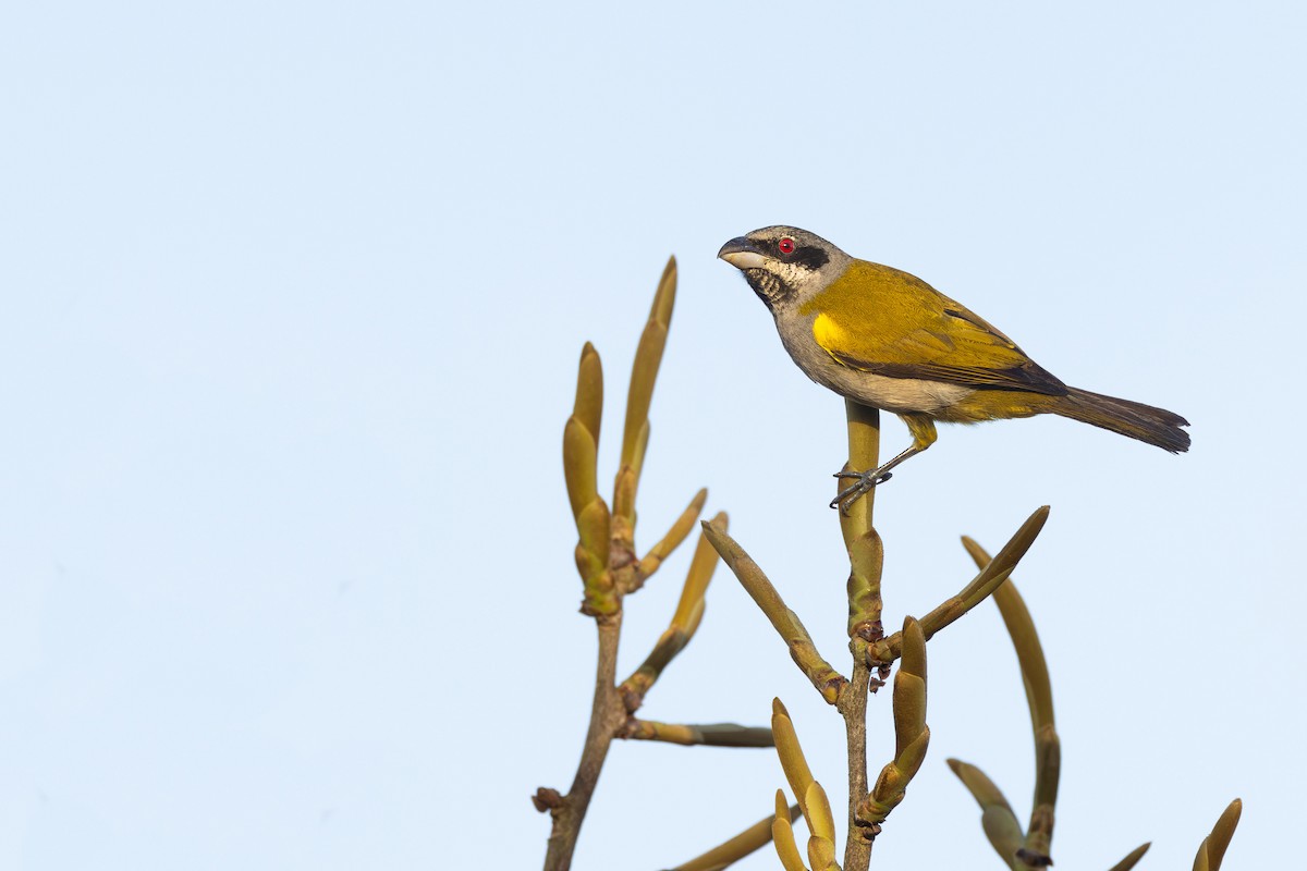 Yellow-shouldered Grosbeak - ML609695034