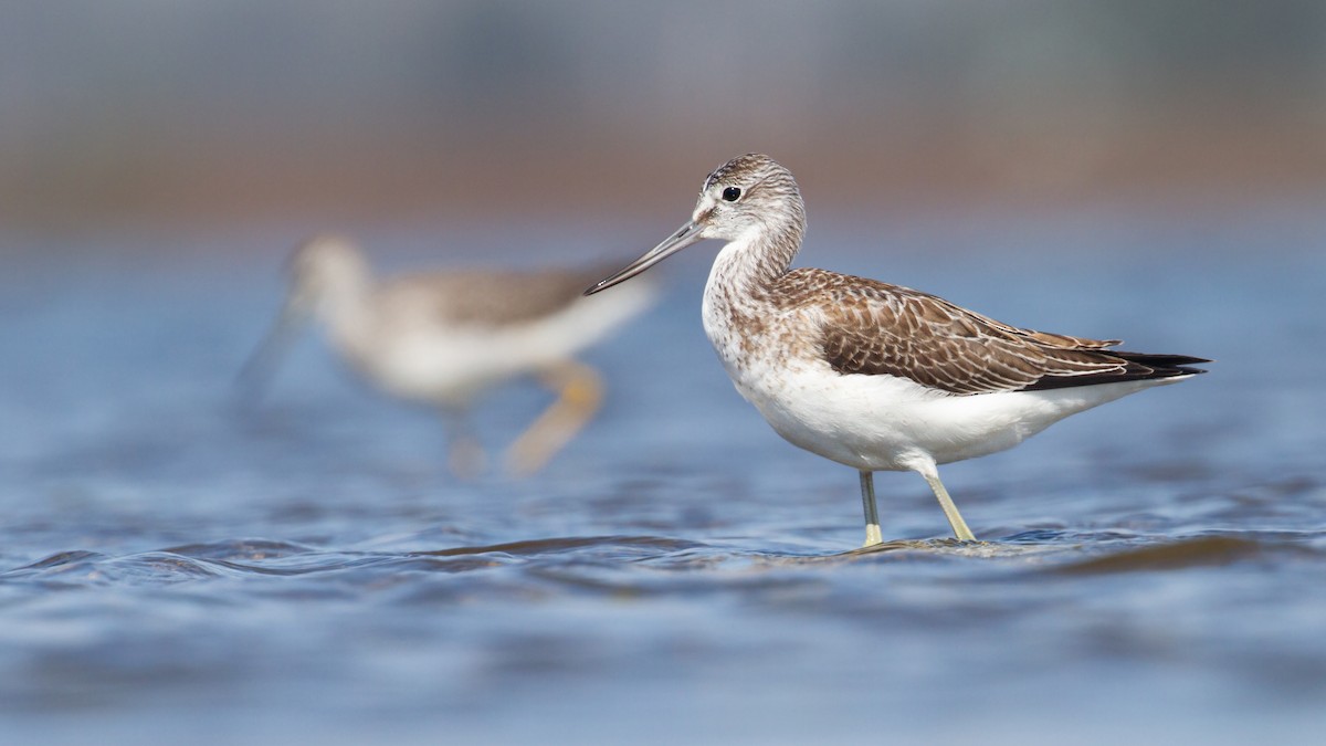 Common Greenshank - ML609695035