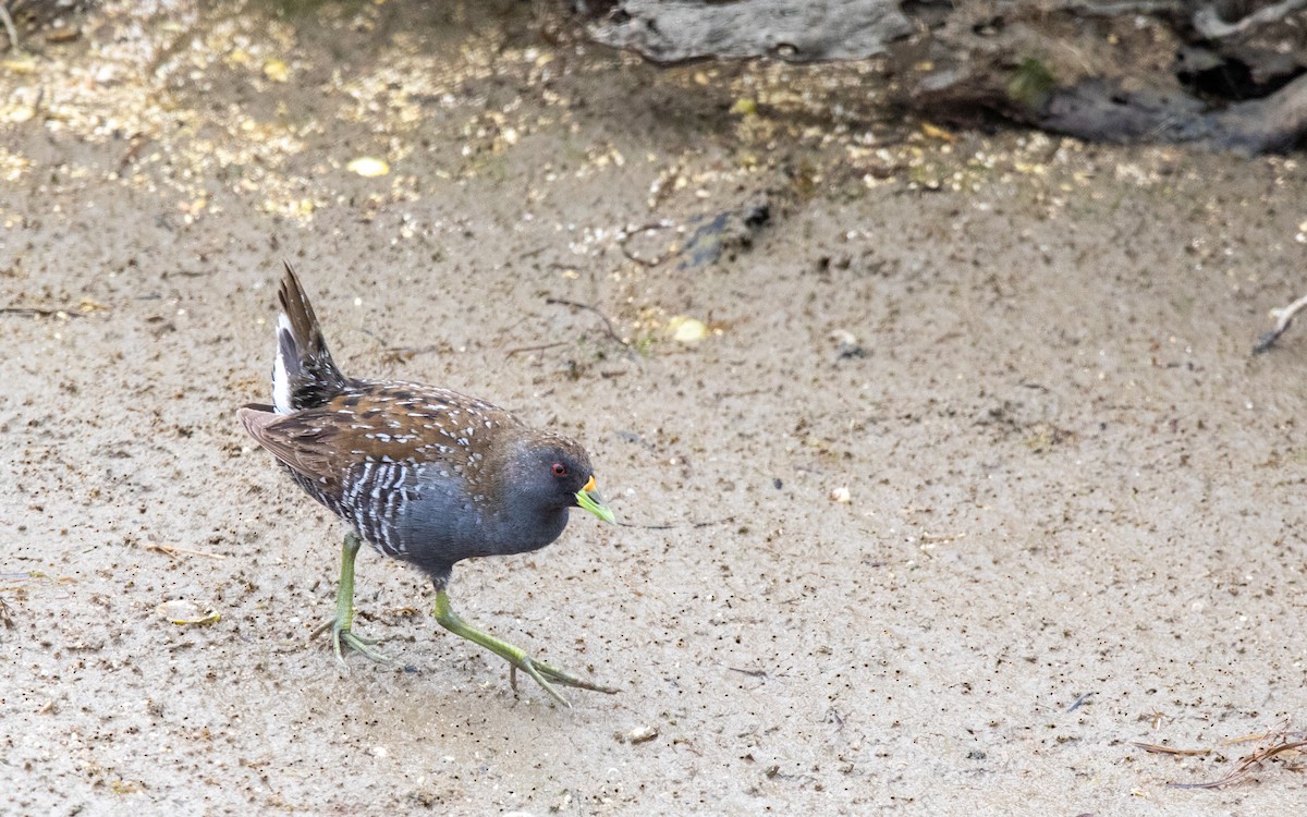 Australian Crake - ML609695112