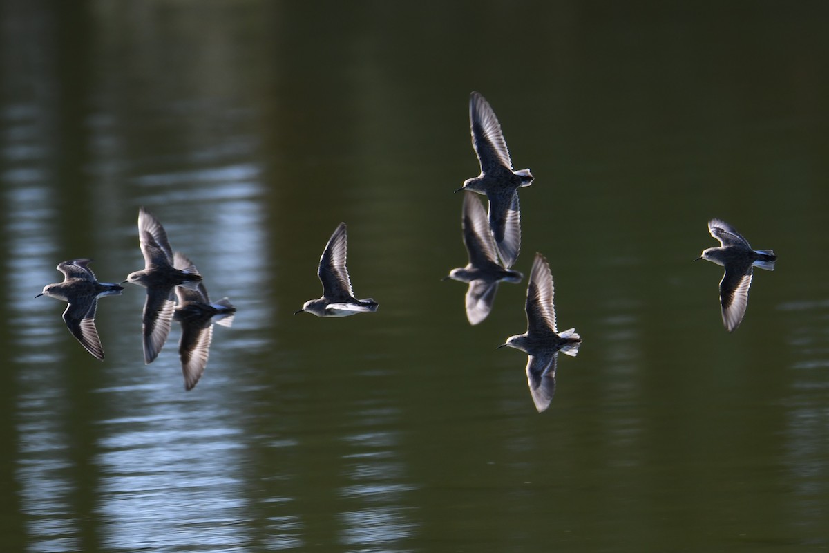 Least Sandpiper - Colin Dillingham