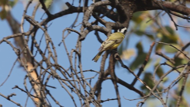 Northern Shrike-tit - ML609695174