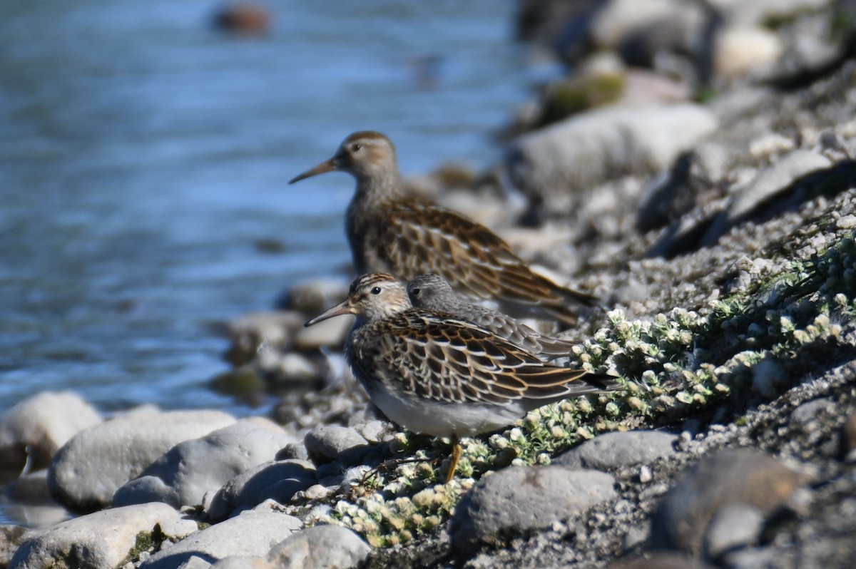 Graubrust-Strandläufer - ML609695200