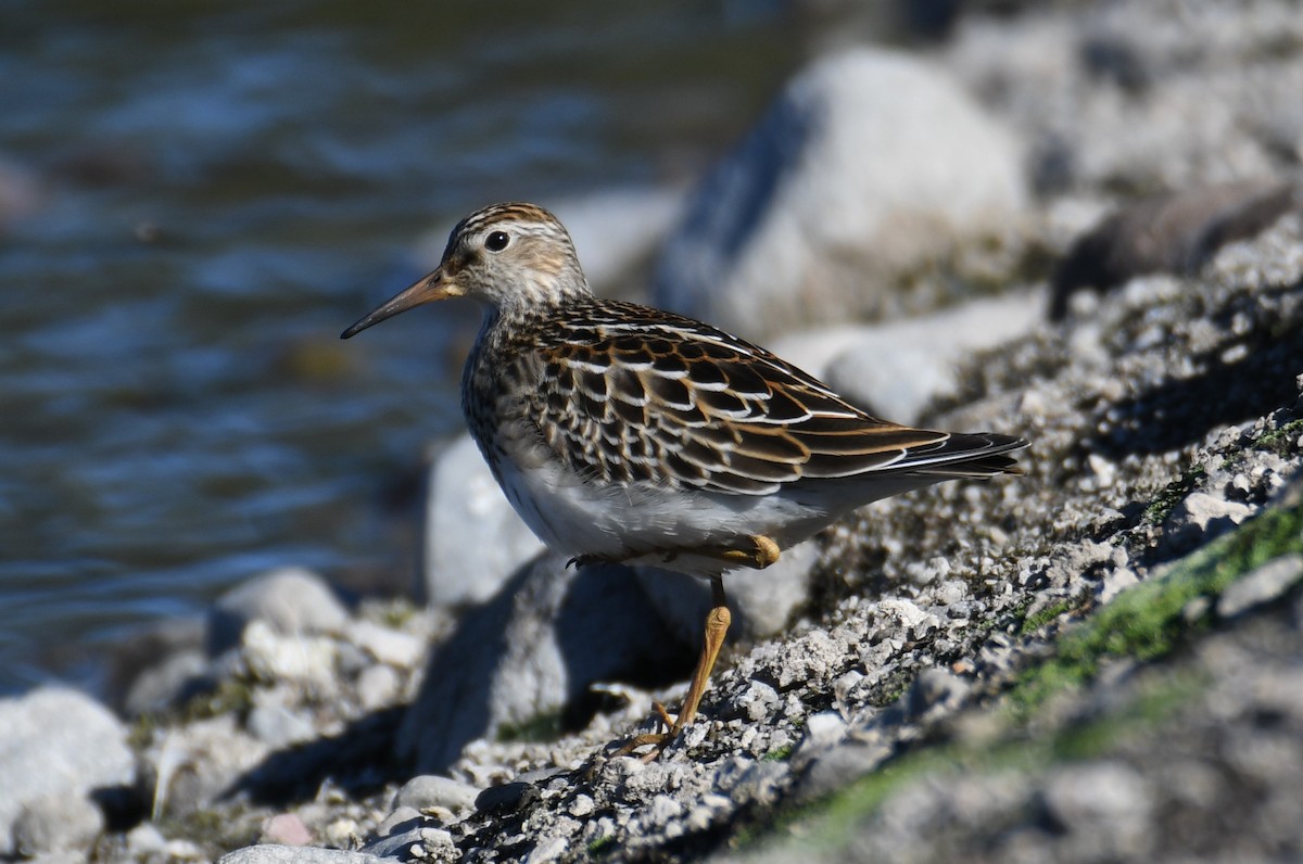 Pectoral Sandpiper - ML609695204