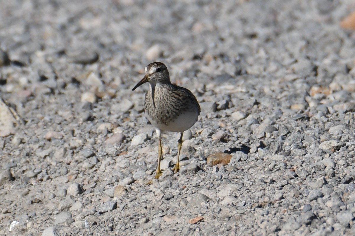 Pectoral Sandpiper - ML609695208