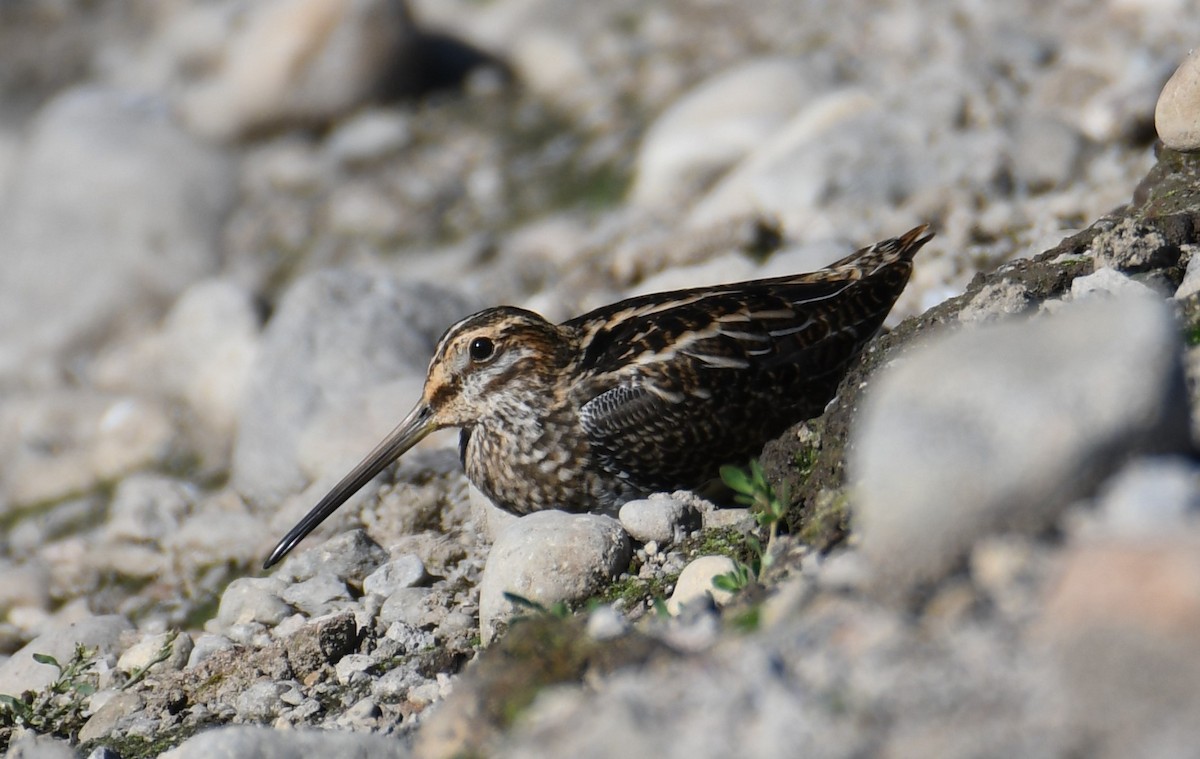 Wilson's Snipe - Colin Dillingham