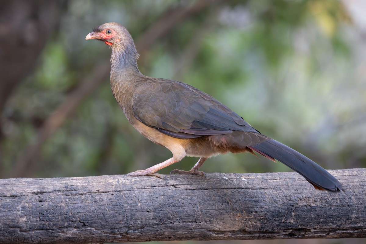 Chaco Chachalaca - Stuart Kelly