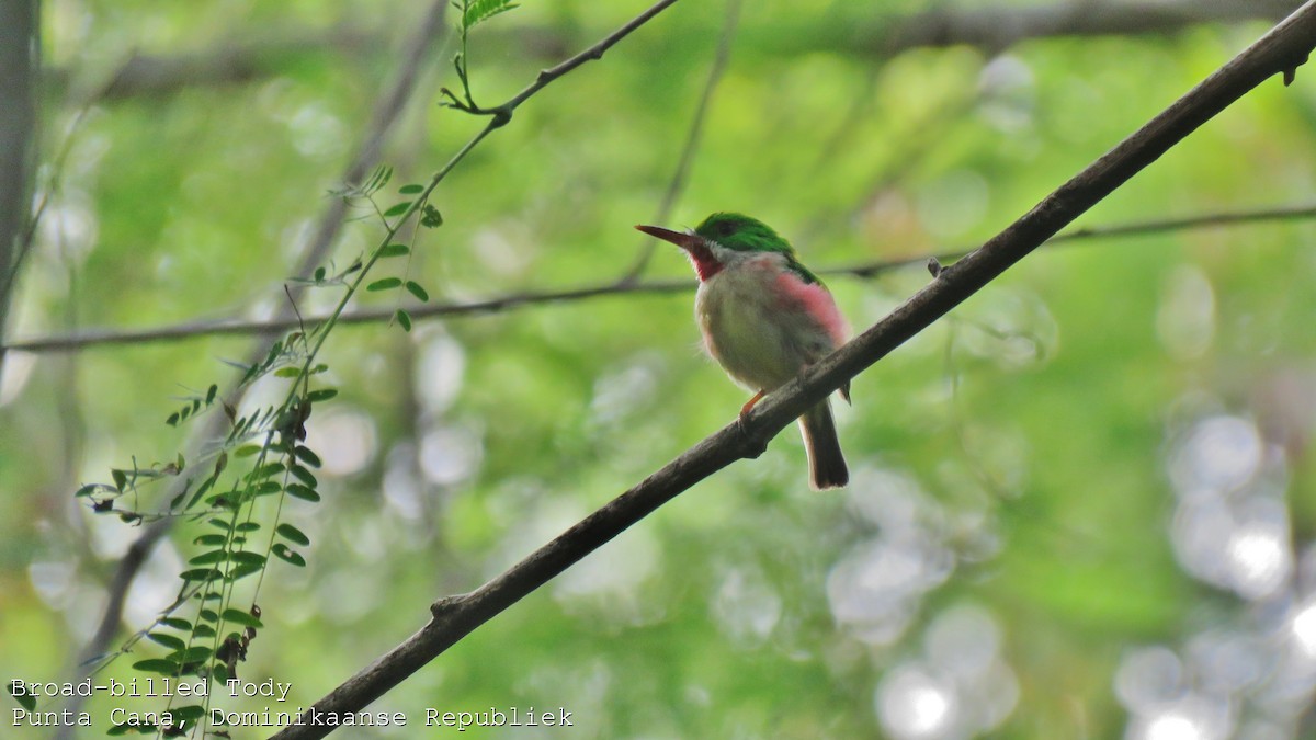 Broad-billed Tody - ML609695249