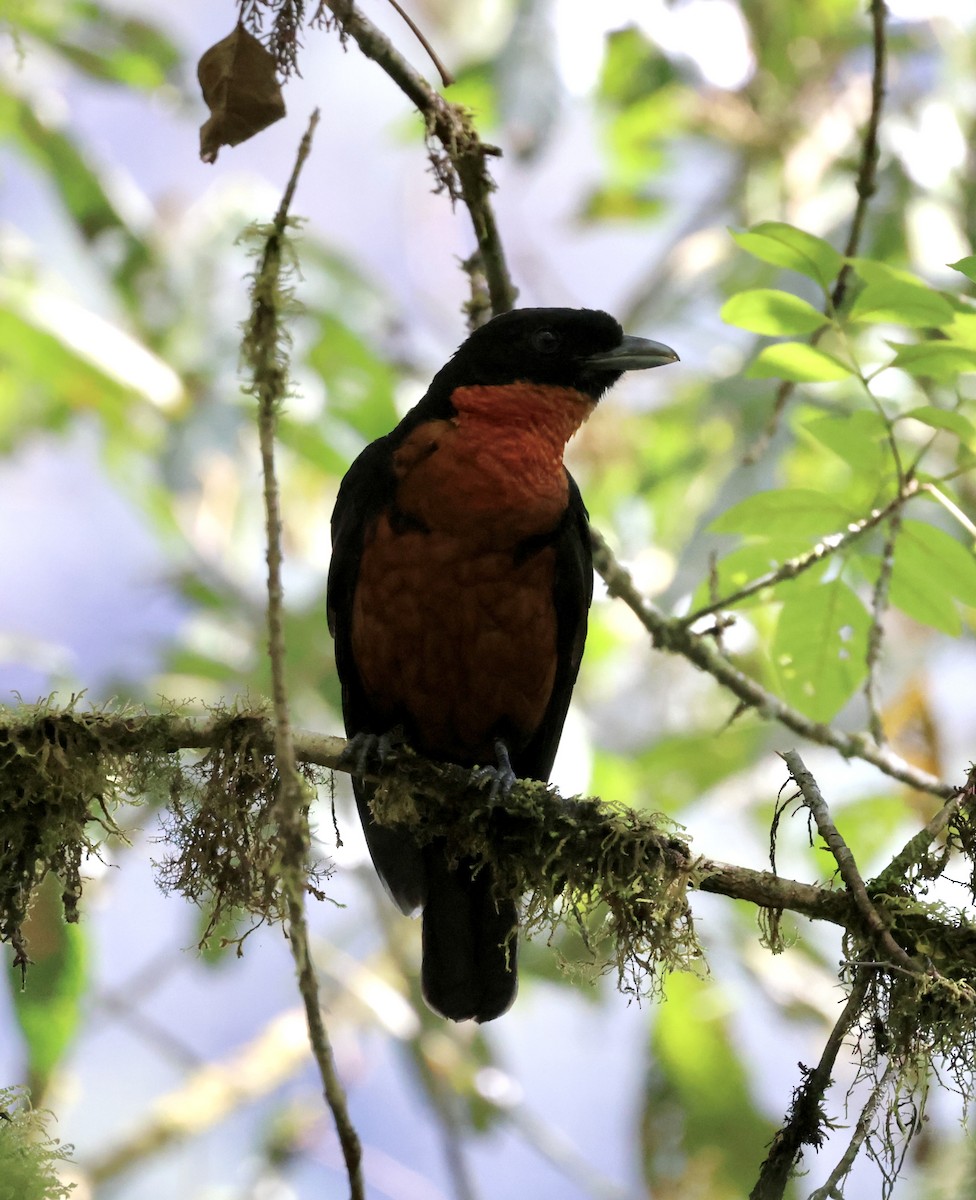 Red-ruffed Fruitcrow - ML609695255