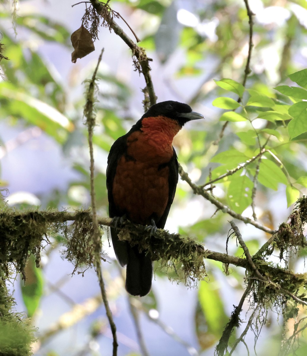 Red-ruffed Fruitcrow - ML609695263