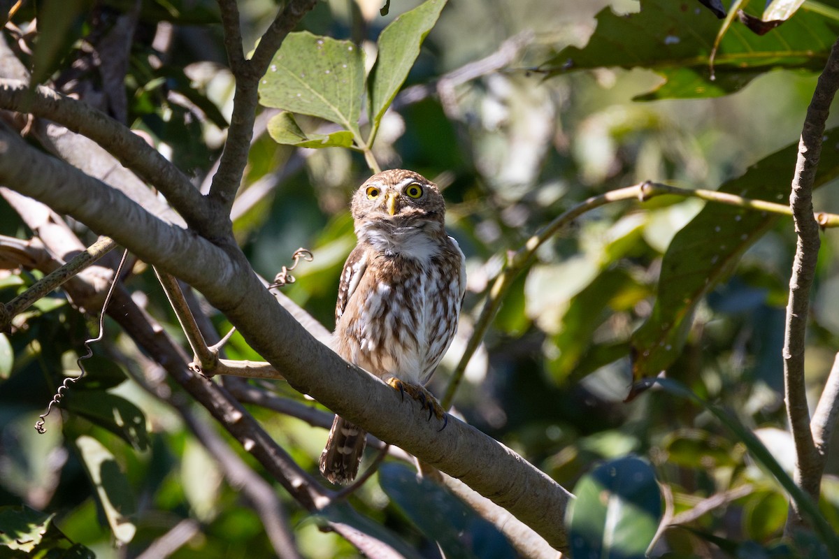 Ferruginous Pygmy-Owl - Stuart Kelly