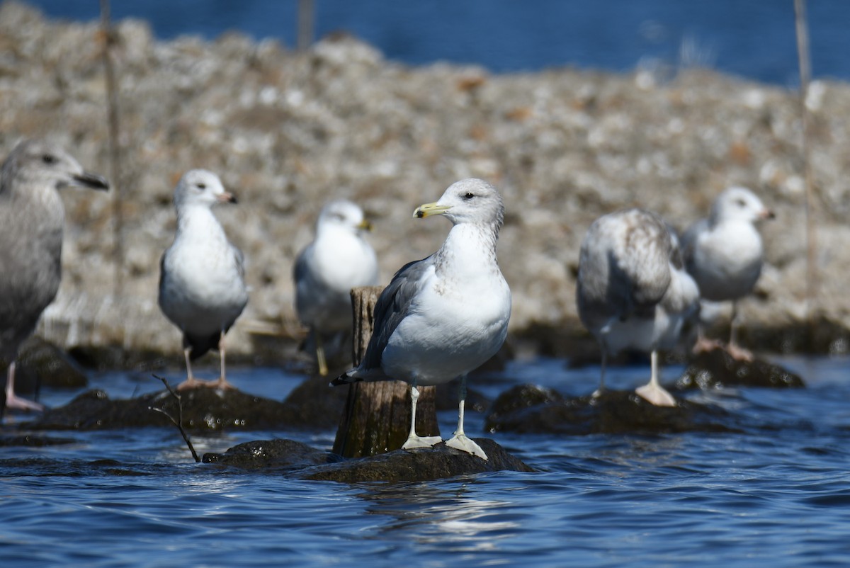 California Gull - Colin Dillingham