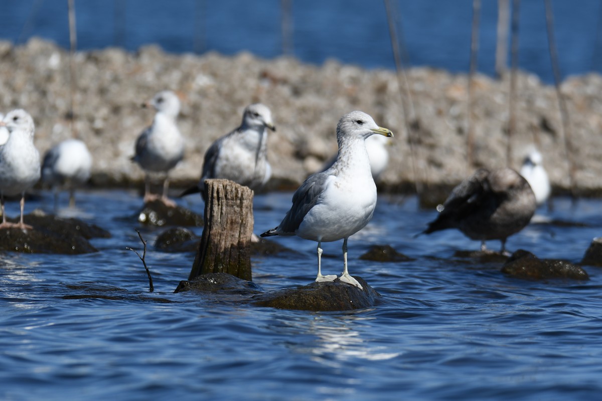 California Gull - Colin Dillingham