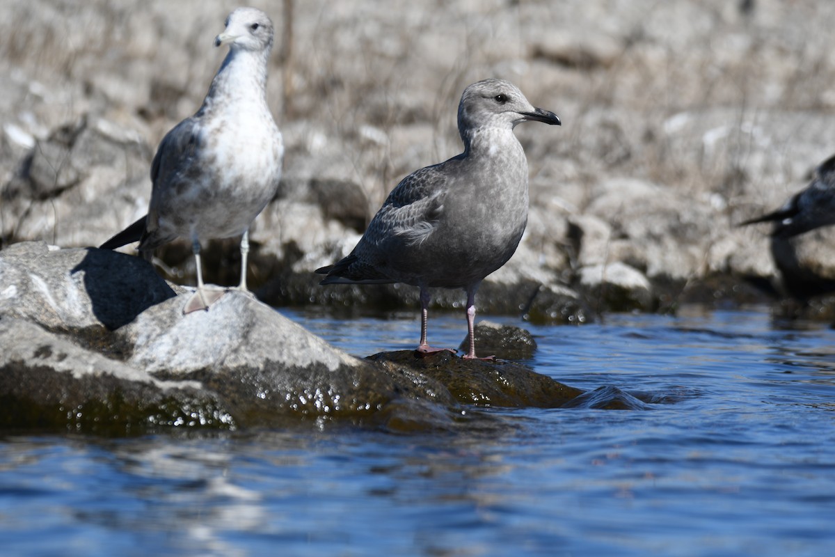 Herring Gull - Colin Dillingham