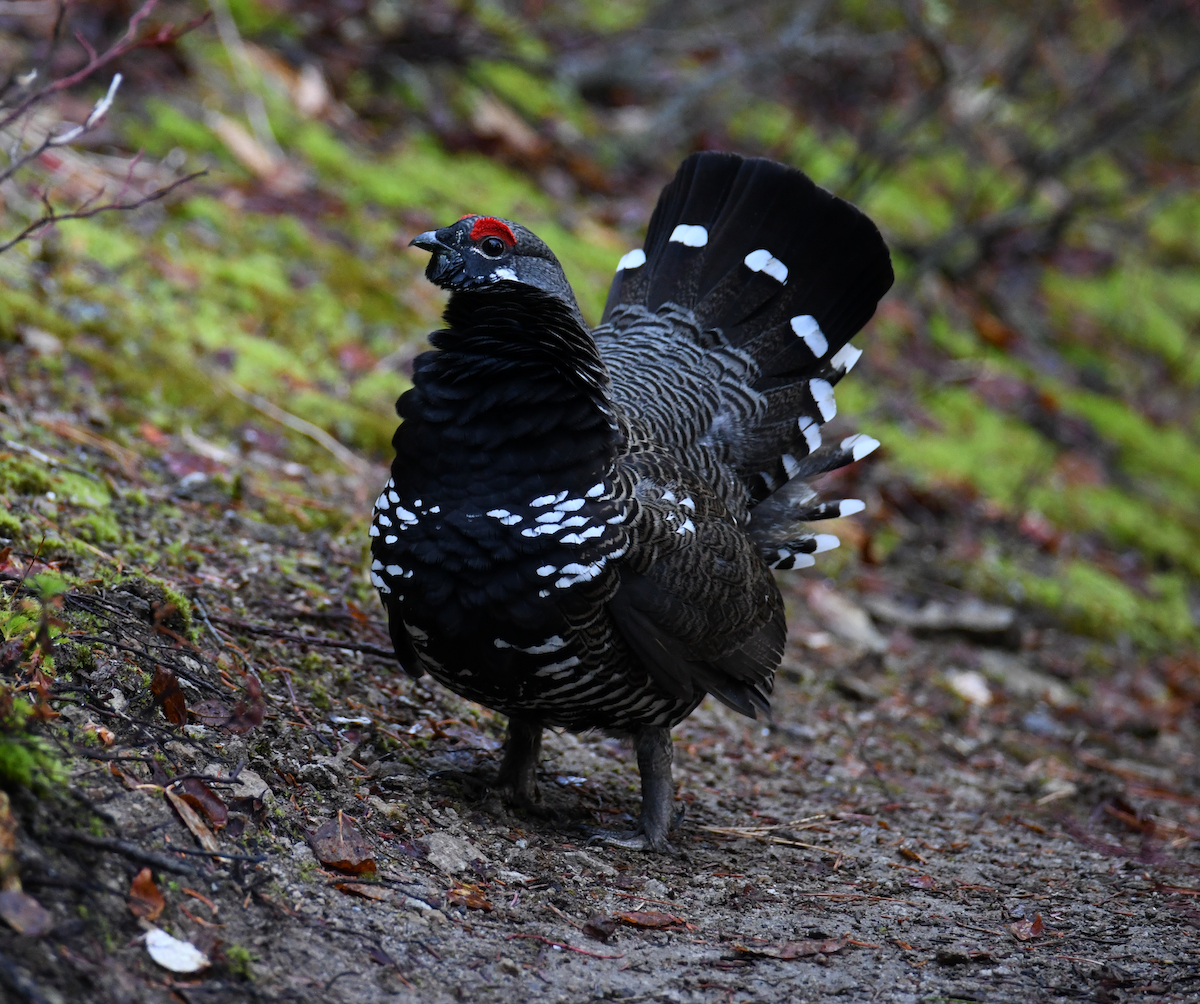 Spruce Grouse - ML609695425