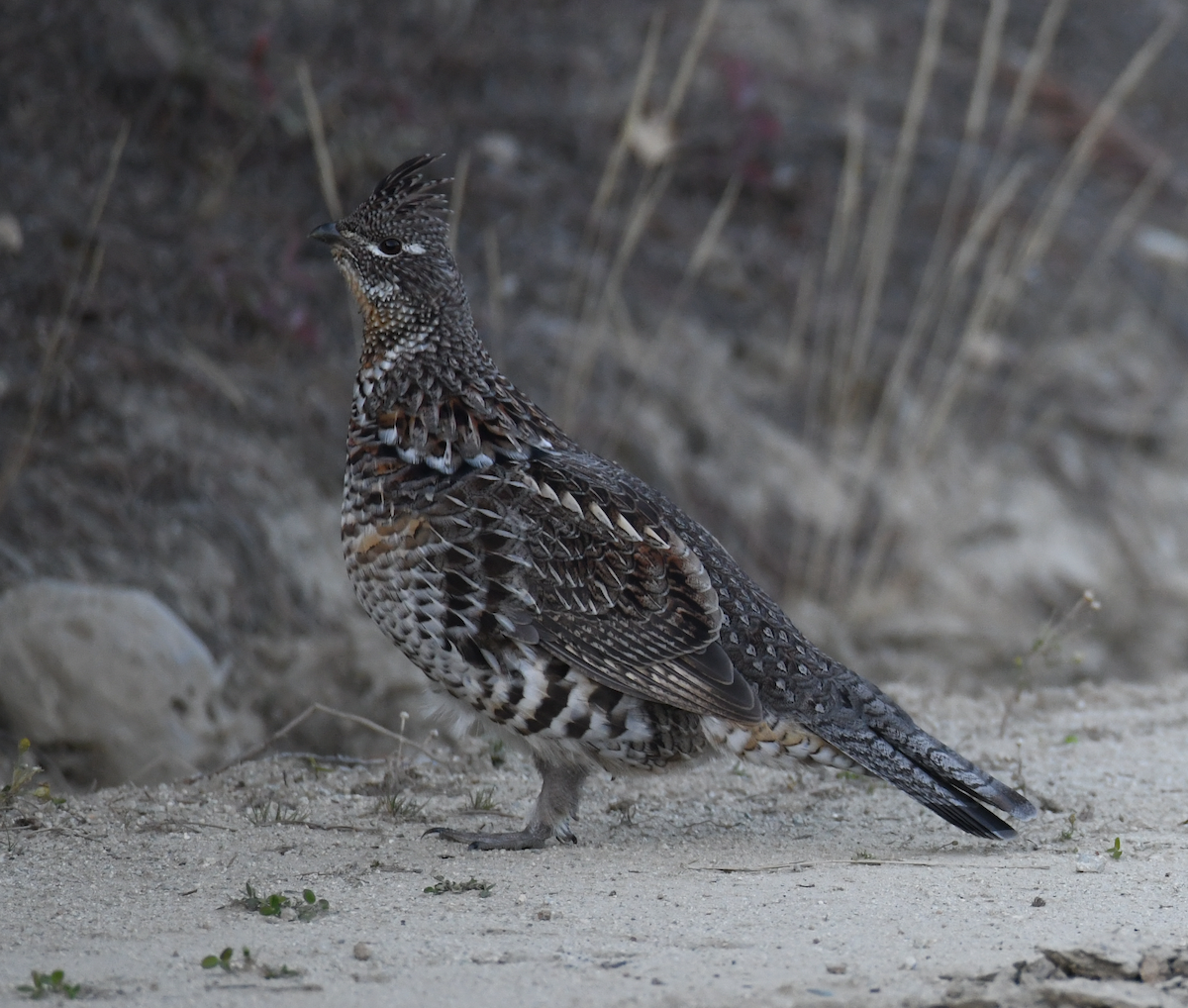 Ruffed Grouse - ML609695430