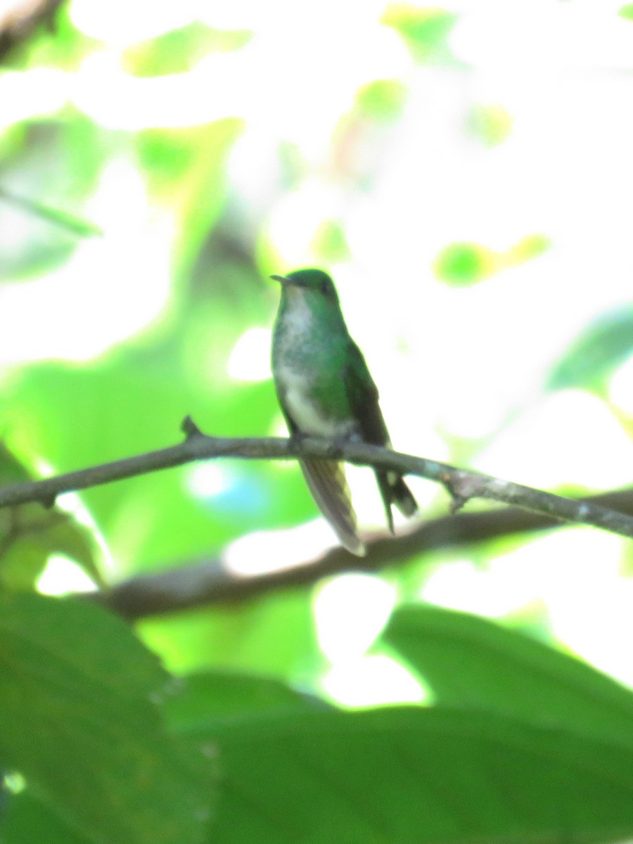 kolibřík zelenopláštíkový - ML609695437