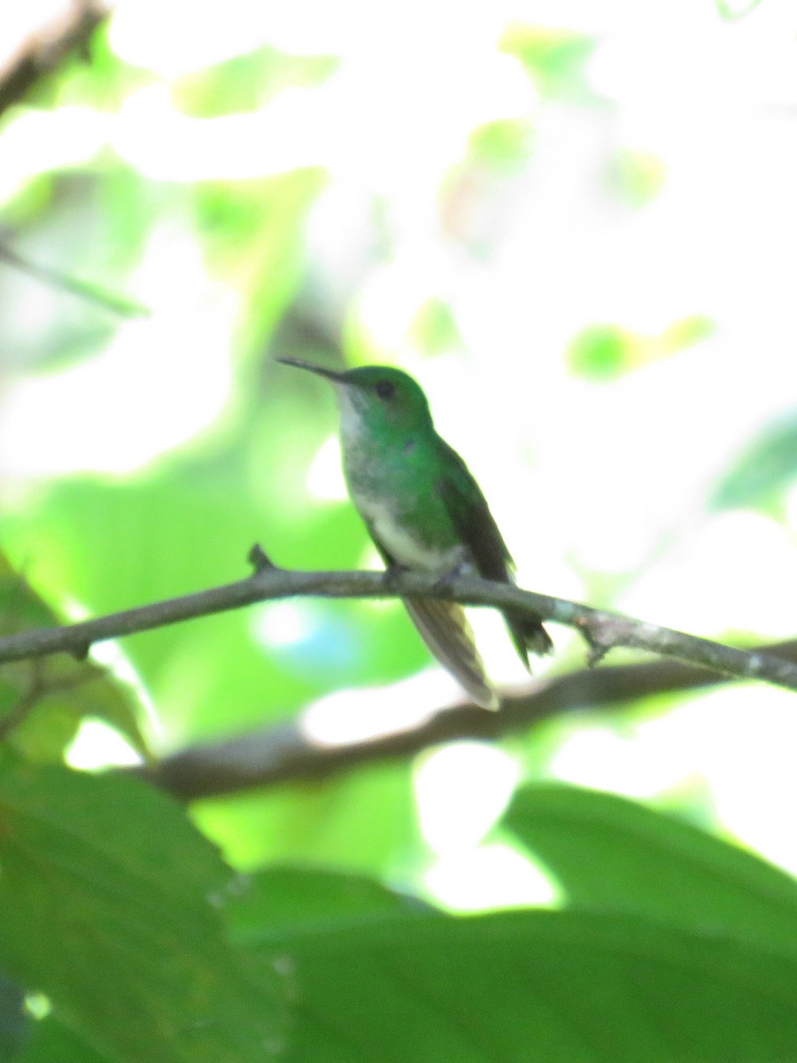 kolibřík zelenopláštíkový - ML609695438
