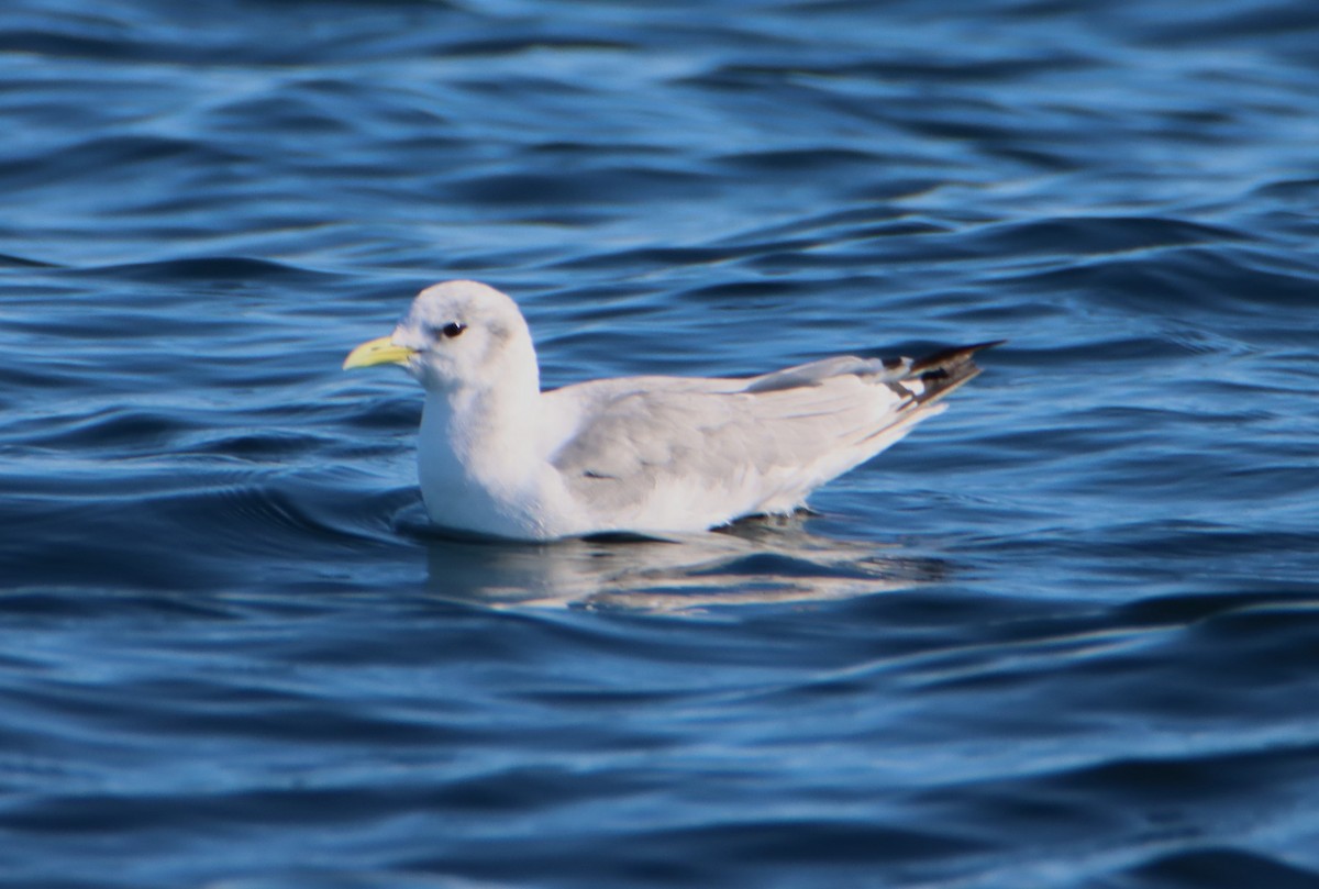 Black-legged Kittiwake - ML609695455