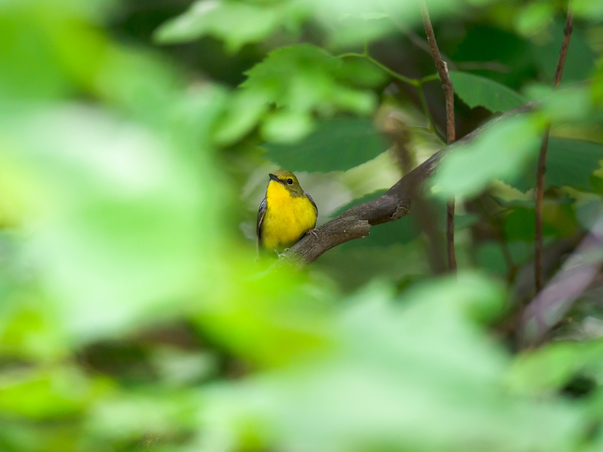 Green-backed Flycatcher - Craig Brelsford