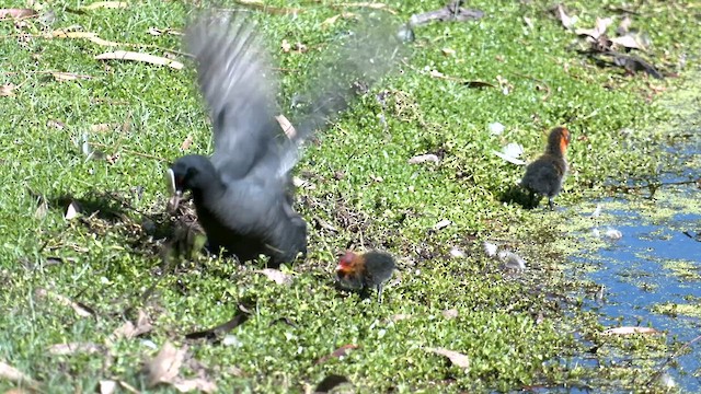 Eurasian Coot - ML609695544