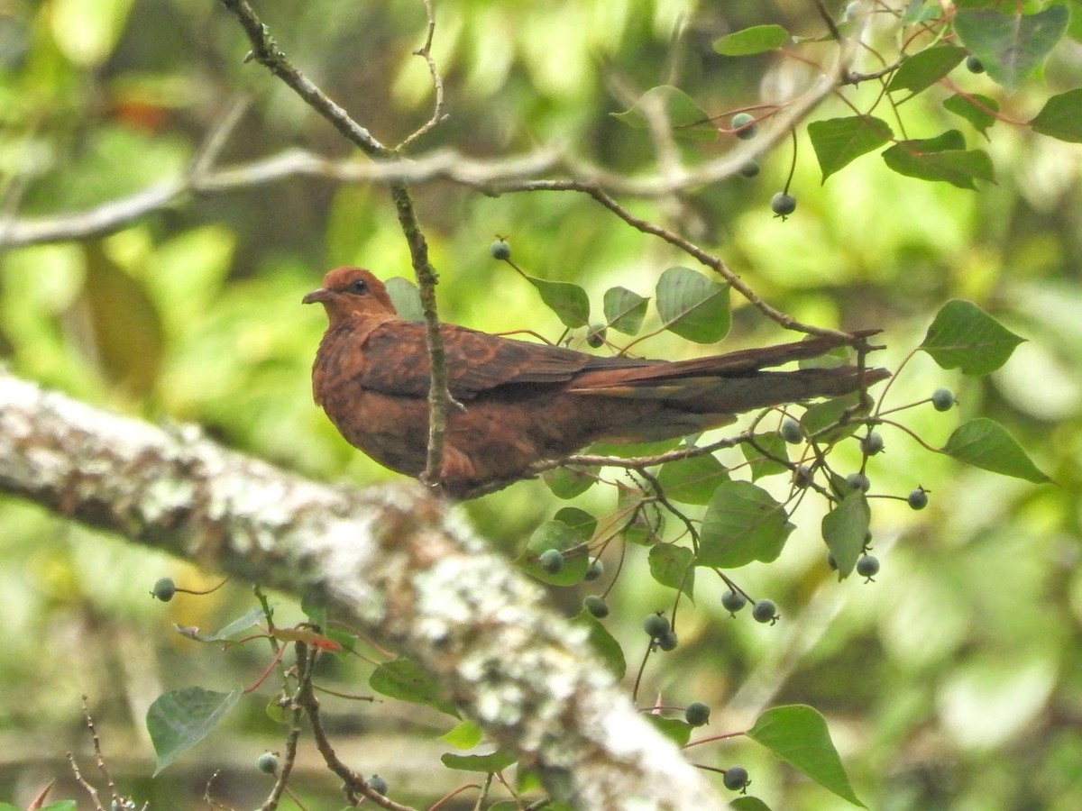 Ruddy Cuckoo-Dove - ML609695549