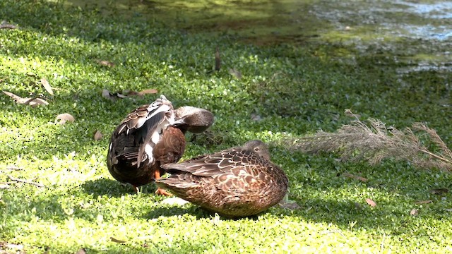 Australasian Shoveler - ML609695619