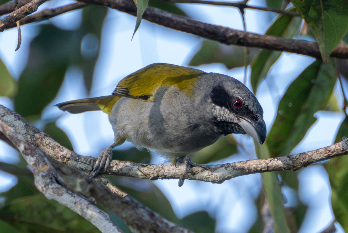 Yellow-shouldered Grosbeak - ML609695644