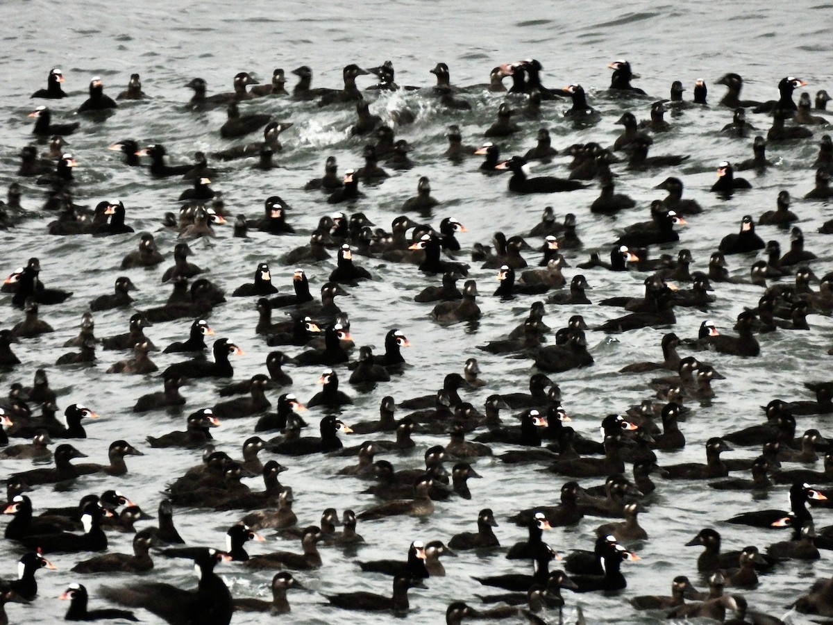 Surf Scoter - Jeff Sauer