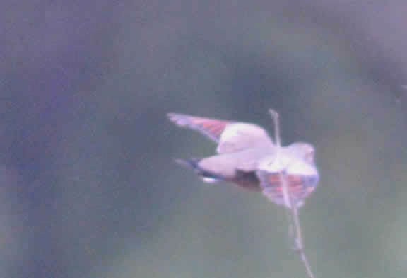 Common Ground Dove - fernando mondaca