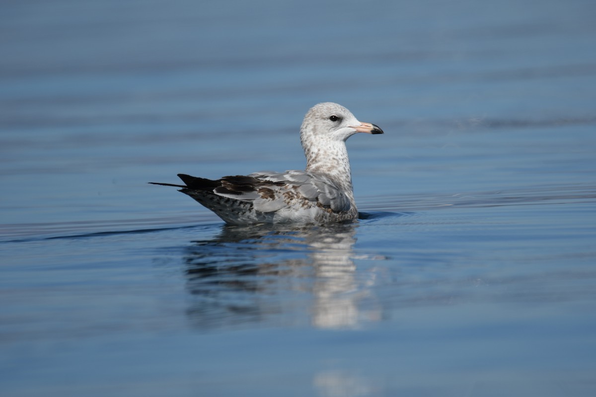 Ring-billed Gull - Colin Dillingham