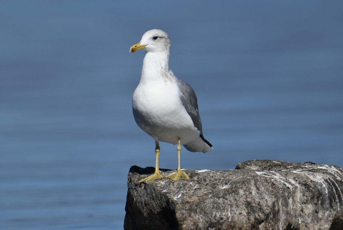 California Gull - Colin Dillingham