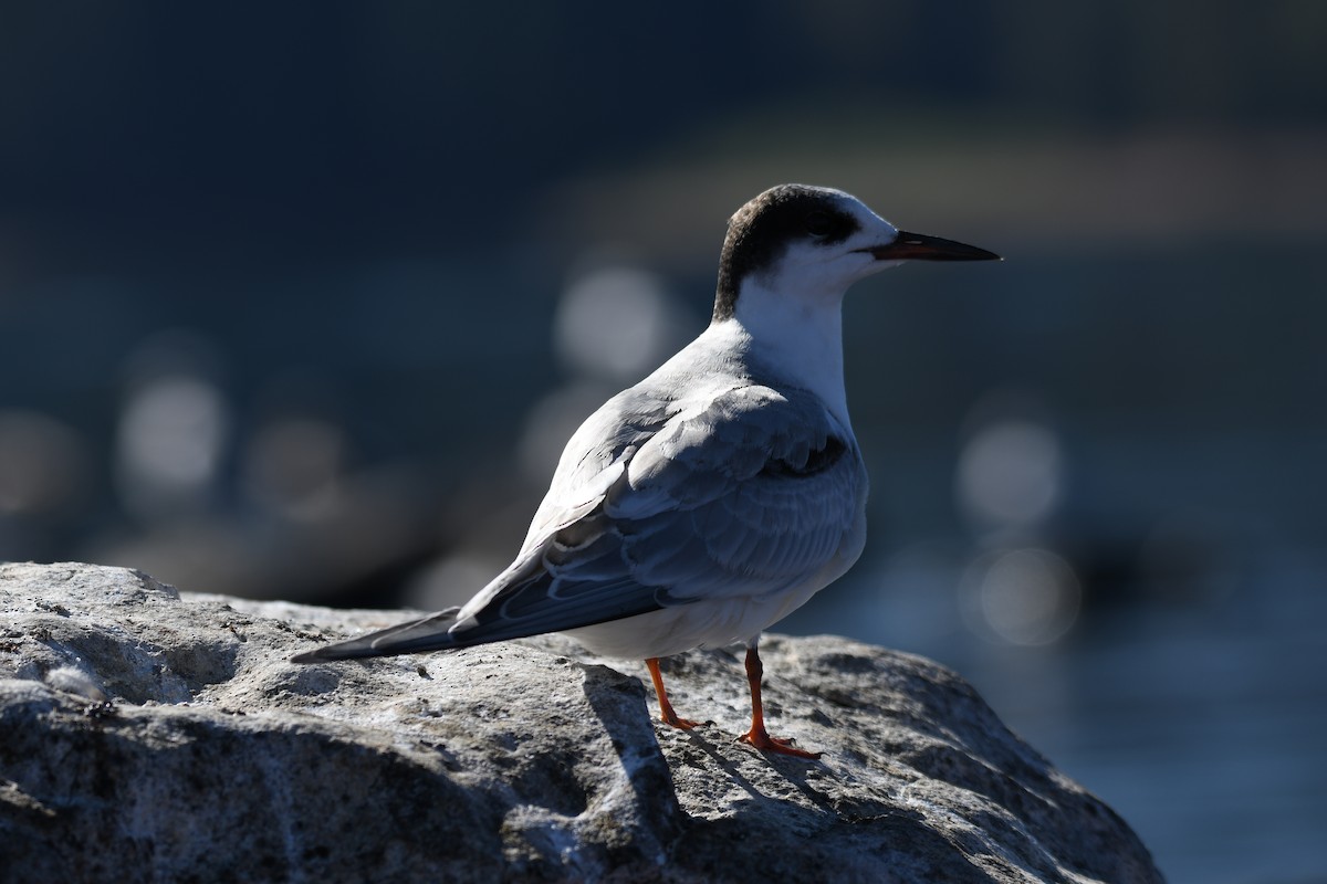 Common Tern - Colin Dillingham