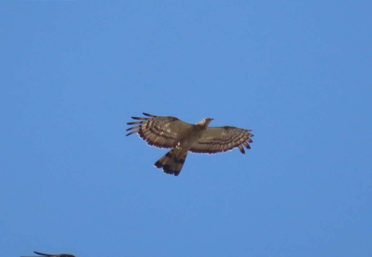 Oriental Honey-buzzard - ML609695778