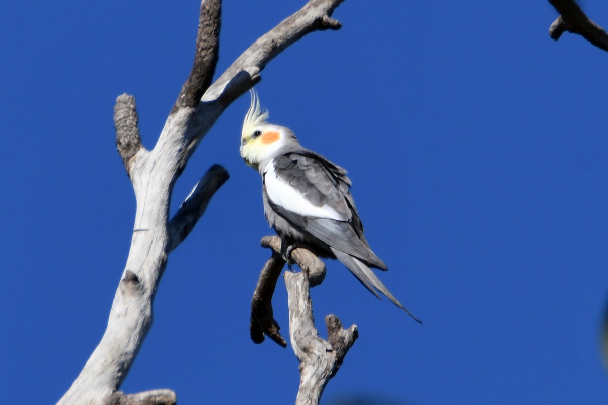 nymfekakadu - ML609695952