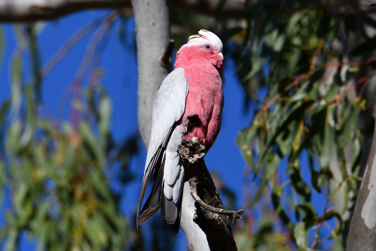 Cacatúa Galah - ML609696020