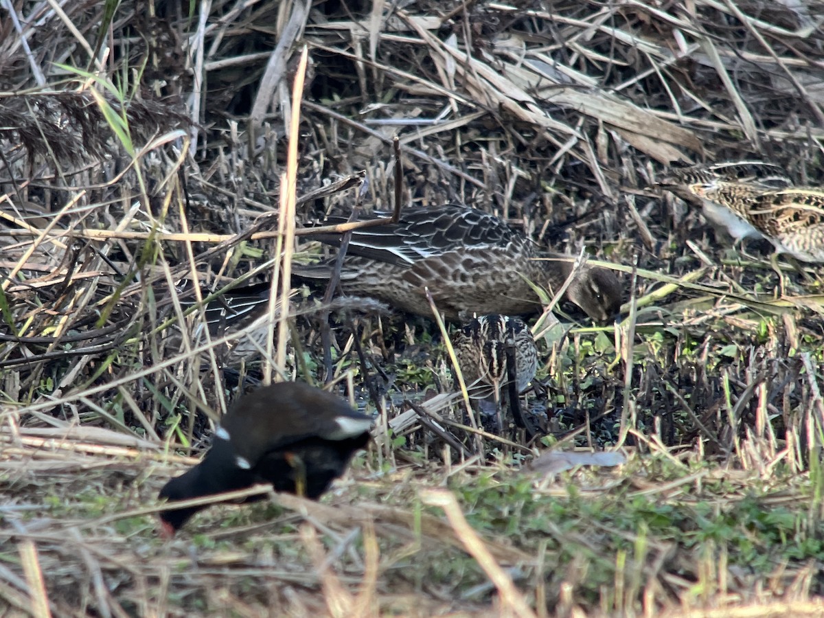 Garganey - ML609696024