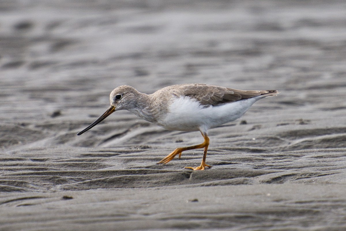 Terek Sandpiper - ML609696025