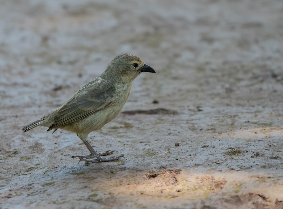 Woodpecker Finch - Henry Witsken