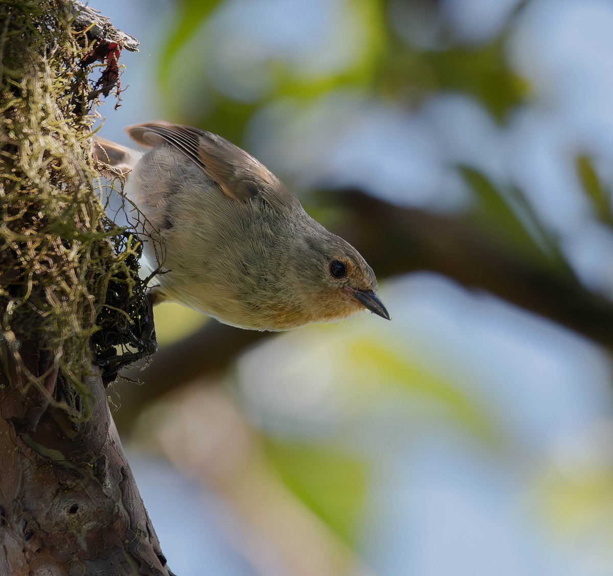 Green Warbler-Finch - ML609696038