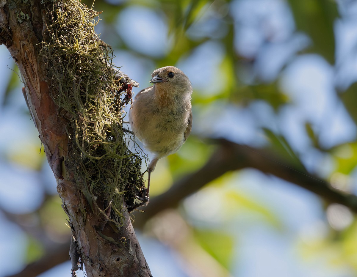 Green Warbler-Finch - ML609696039