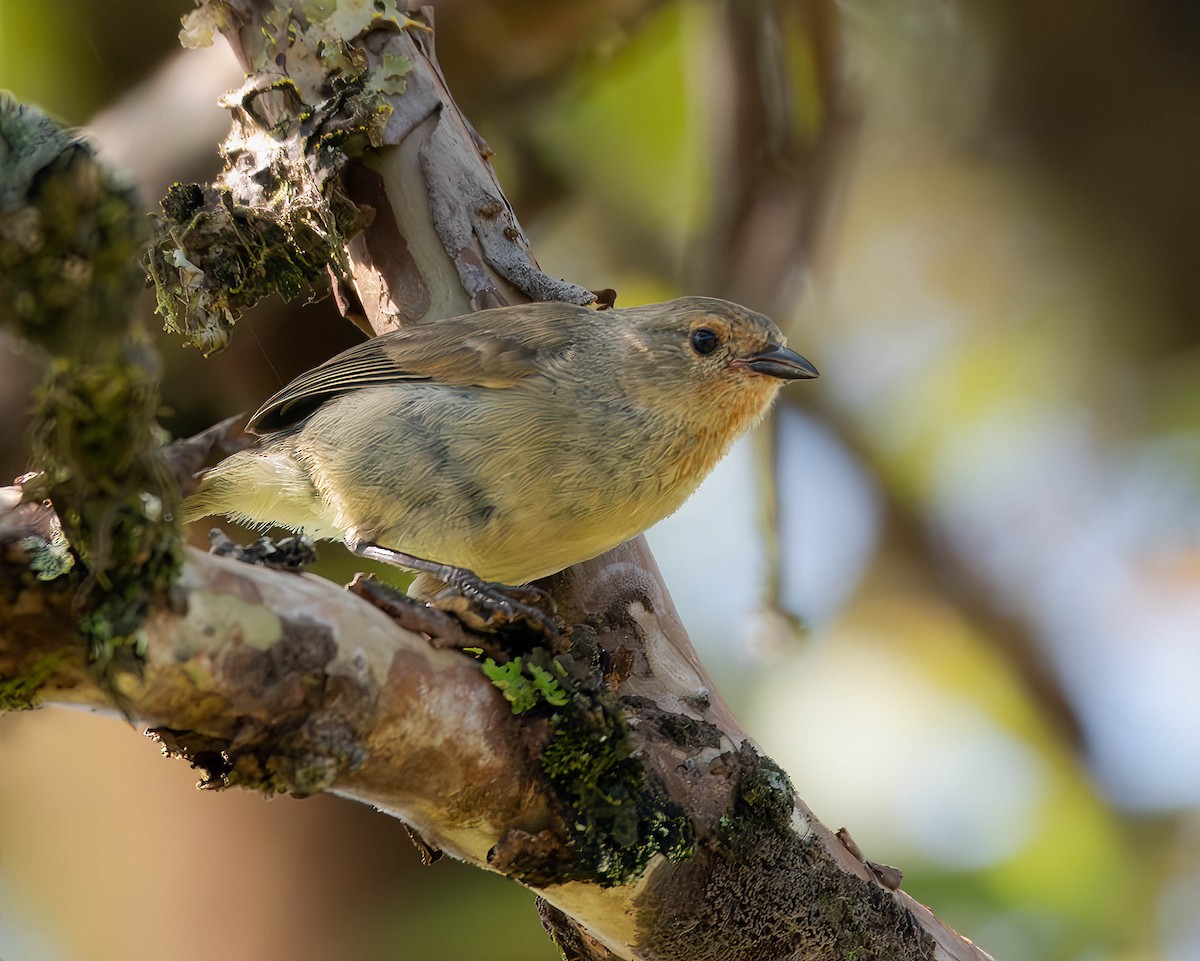 Green Warbler-Finch - ML609696040