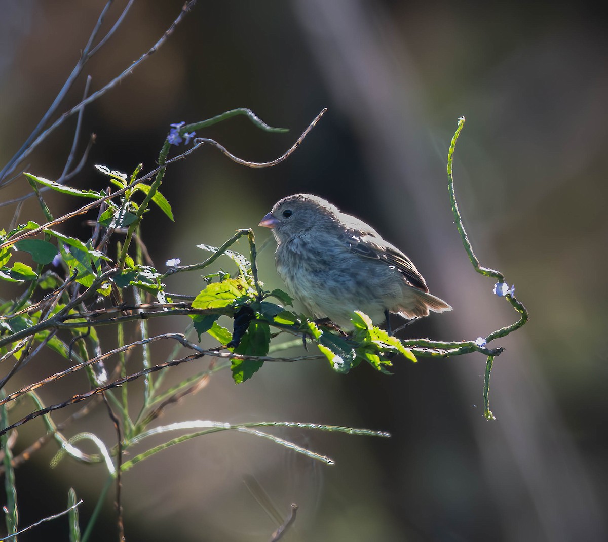 Small Tree-Finch - Henry Witsken