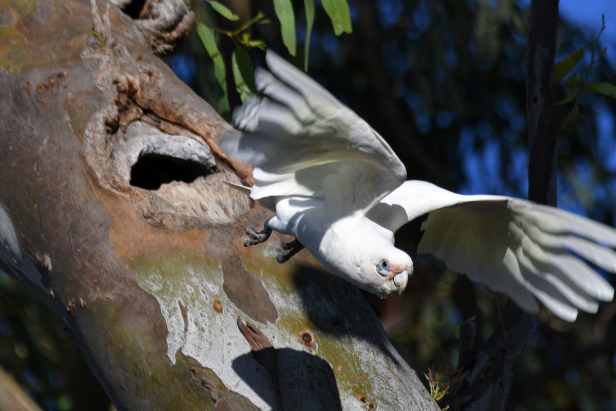 Cacatúa Sanguínea - ML609696096