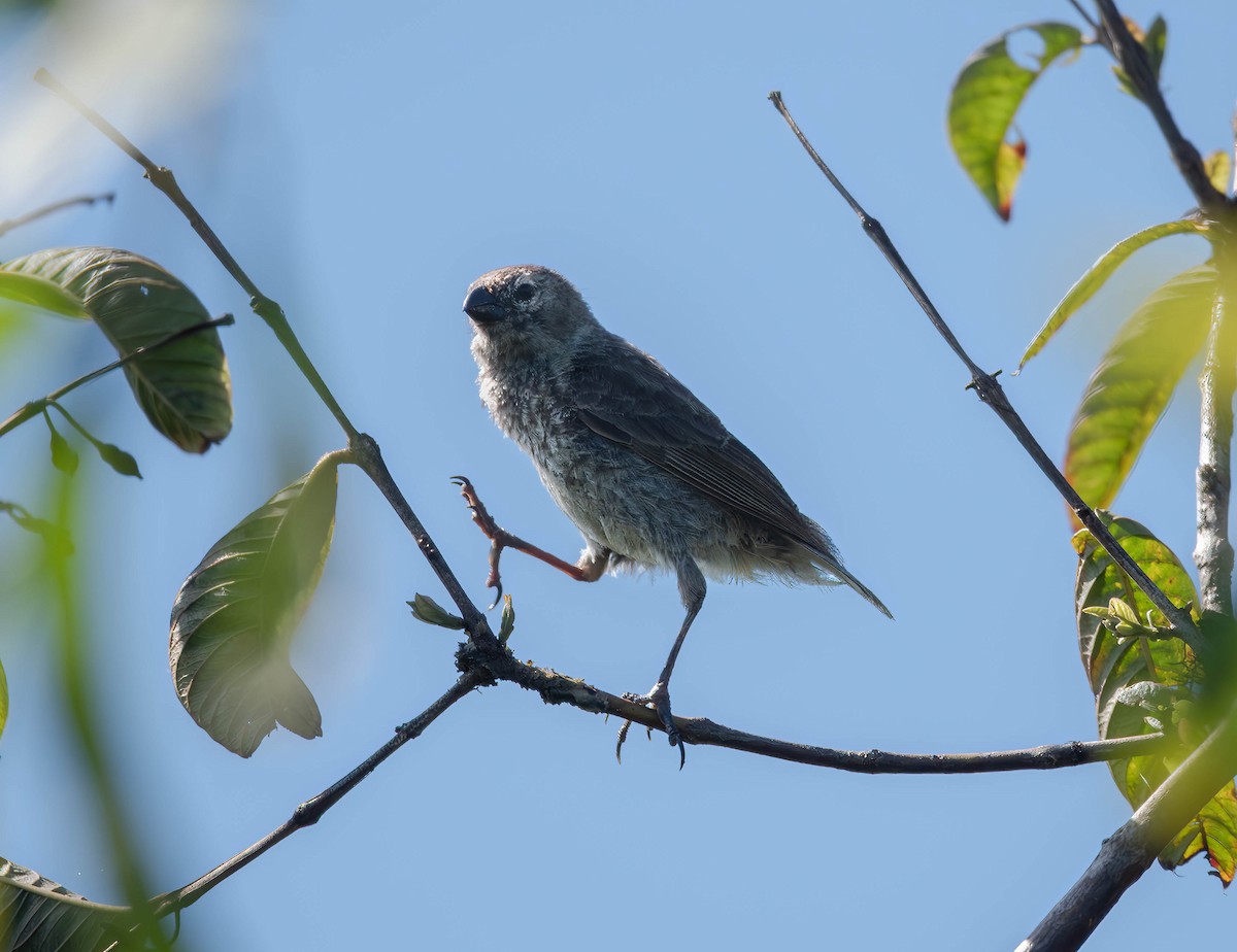 Small Ground-Finch - Henry Witsken