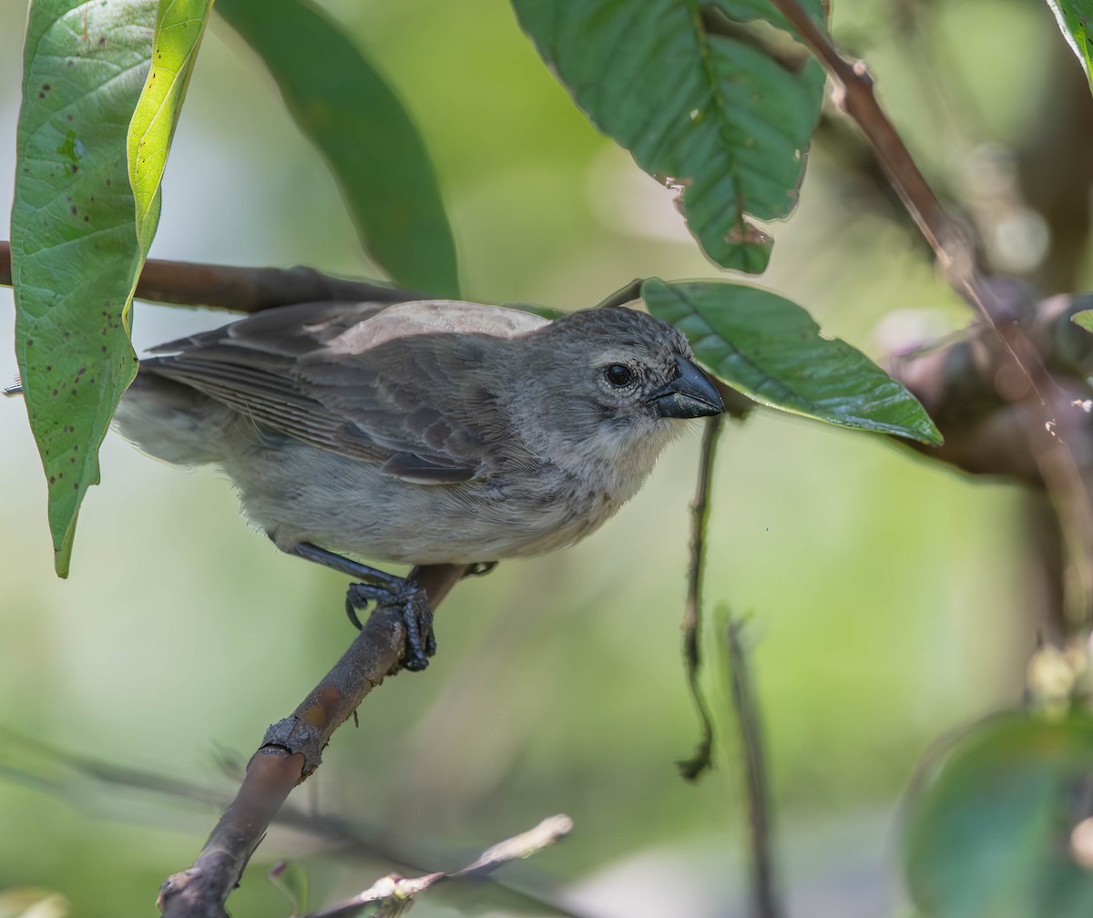 Large Tree-Finch - ML609696113