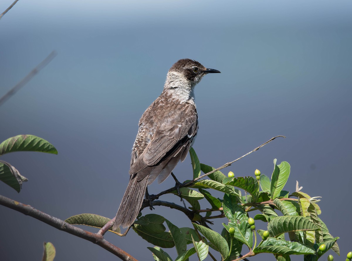 Galapagos Taklitçisi - ML609696121