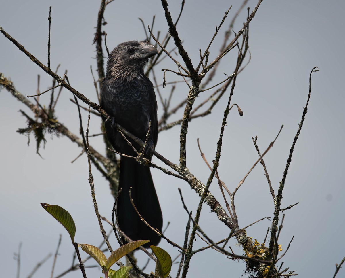 Smooth-billed Ani - ML609696123